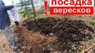 посадка вересков такого вы еще не видели