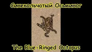 Самый Ядовитый Осьминог в Мире 🐙🌊