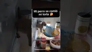 Perro vs torta #dog #perro  #doglover #perros #cutedog #dogs #dogshorts #viral #trend #狗 #trending