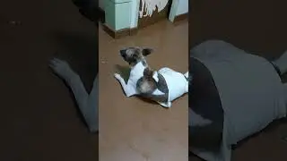 hyper si topi
