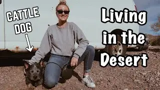 Blue Heeler Lives Van Life | Arizona Desert