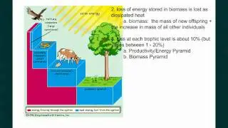 Ecosystems Part 1 Energy