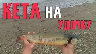 КЕТА НА УДОЧКУ | РЫБАЛКА 2019 СЕНТЯБРЬ
