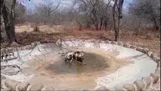 Wild Dogs Chillin' Poolside
