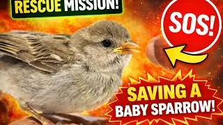 what to Feed a baby Sparrow