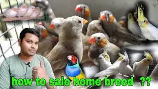how to sale home breed birds | birds business | bird business tips | how to sale birds online