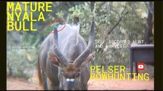 BIG Nyala bull - SELF FILMED BOWHUNT at Pelser Bowhunting in South Africa