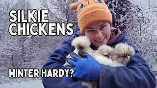 Raising SILKIE CHICKENS: Are Silkies Winter Hardy? How Are The Silkies Surviving Winter 2024