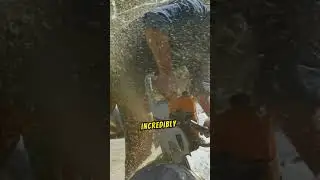 The Most Dangerous Jobs in the World!