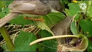 anak burung ini mempunyai selera makan yang baik//meski tempat sarang nya kotor