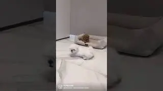 Случайно записали под эту музыку видео😀 как они все четко в ритм сделали😁 #мальтипу #мальтезе