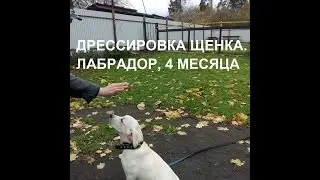 Дрессировка лабрадора