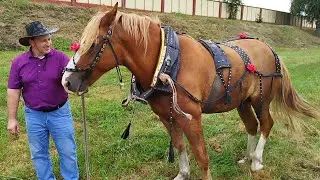 ЛОШАДИ🐎УЧАСТНИКИ СОРЕВНОВАНИЙ🐎КОНЬ ОРЛИК БЕЛОРУССКОЙ УПРЯЖНОЙ