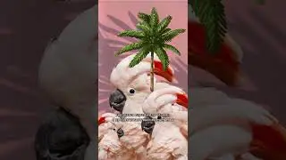 Природа - лучший дизайнер. Молуккский какаду