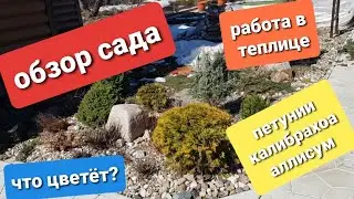 Обзор сада в середине апреля /Как перезимовали гейхеры/ Перевалка петунии, калибрахоа и аллисума/