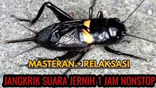 ‼️SUARA JANGKRIK JERNIH 1 JAM NONSTOP #masteranburung #masteranmuraibatu #masterankacer #kicaumania