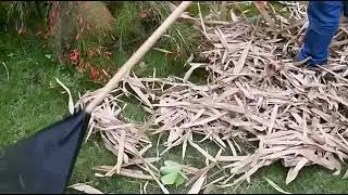 Use bow rake to clear leaves from your yard