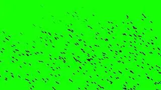 Green screen Birds, Flying birds overlay, Formation green screen,  Stock Footage birds
