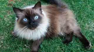 Saudades daqueles que já foram embora.... 😭