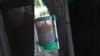 מפלצת הזבובים בשטח - מדהים!