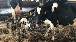 New Born Trying To Get Up  | Farmer life