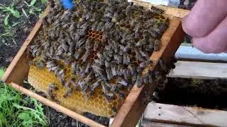 Карника. Уже от наших комбинаций:)