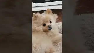 #Тэдди#шпиц#померанцевый#dog#