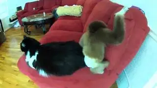 Обезьяна и кот   Monkey & Cat