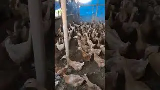 CIRI2 BEBEBEK TELORNYA NGEPOL