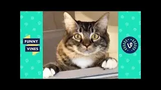 Funniest ANIMALS FAILS Compilation 2018 - Funny Animal Videos | Funny Vines