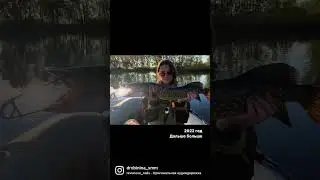 А дальше PAL