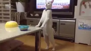 Кошки