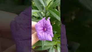 Hear the Wind Sing
