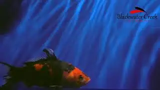 goldenfish005