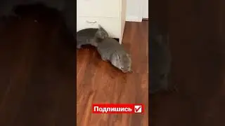 Неожиданно Устал 🤣🤣🤣#мемасики#мемы#мем#прикол#орунемогу#цешо#юмор#шутки#смех#видос#тикток#жиза#mem