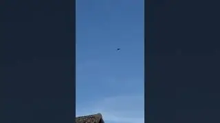 Red Kite flying above our place for rabbits.