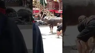 NGERI..!! Begini cara orang Toraja sembelih kerbau - Tedong