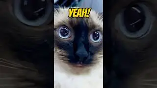 How many?? #cat #cats #meow #capcut #shorts #funny #facts  #funny #talkingcats #catmeow #meow #hi