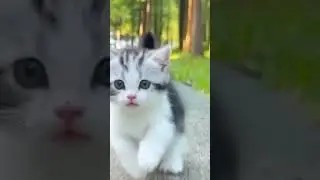 anak kucing lucu