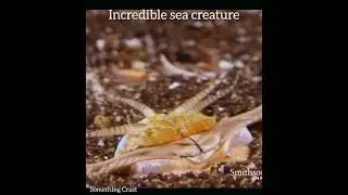 Unbelievable Sea Creature😧😧😧 catching fish