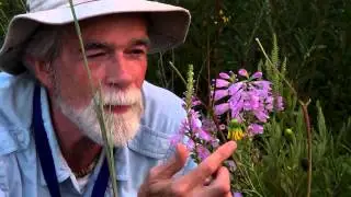 obedient plant ej720