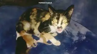 viral kucing galak banget