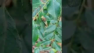 കറിവേപ്പില തഴച്ചു വളരാൻ ഞാൻ ചെയ്യുന്ന പൊടിക്കൈ #karivepp #shortsyoutube #shorts #agriculture