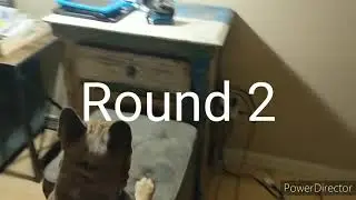ROBOT VS. DOG- FRENCH BULLDOG BRUTUS MEETS ANKI VECTOR