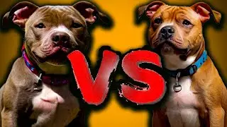 🟢 diferencias entre pitbull y american stafford
