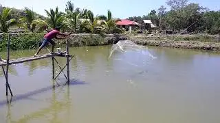 Tilapia fishing in Mindoro