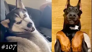 funniest dogs ever compilation pt.11