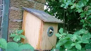 Leaving Home - The "Garage Gang" Great Tits