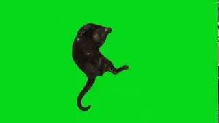 Funny cat rolling on Green Screen. Chroma Key Effect.