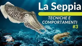 THE SEPIA (FISHING, HABIT AND HABITAT TECHNIQUES) # 3
